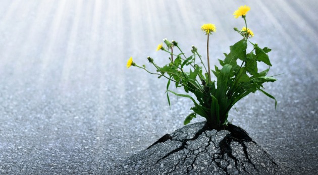 Plants emerge though asphalt, symbol for bright hope of life and success.